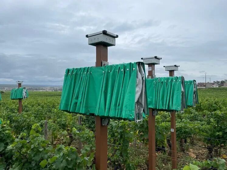 Protections textiles Bienesis repliées en tête de piquets, dans une vigne