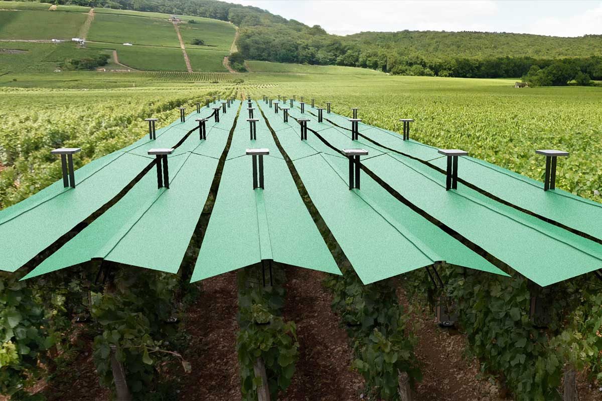 Canopées Bienesis déployées au-dessus des rangs de vigne