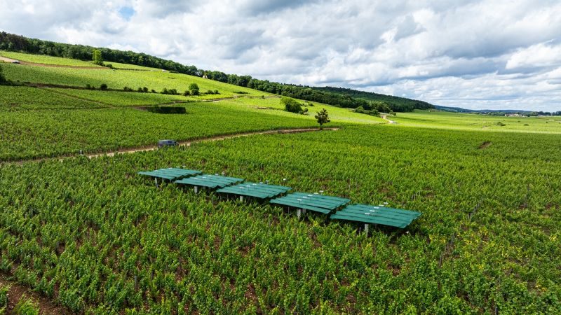 Les canopées déployées sur une parcelle